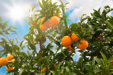Dalında yeşil yapraklar olan portakal ağacı.
