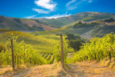 Güzel manzara üzüm bağları Toskana, İtalya
