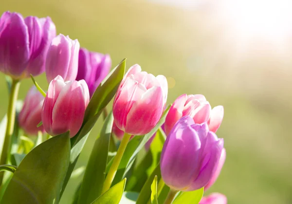 Красивый Букет Тюльпанов Саду — стоковое фото