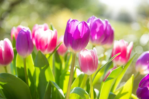 Bahçedeki güzel laleler