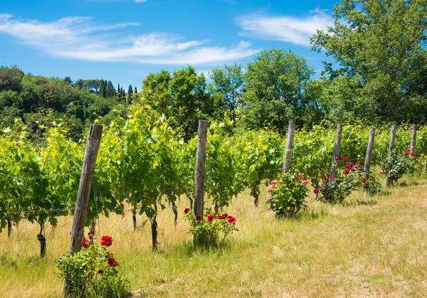 Schilderachtig Schot Van Druiven Groeien Prachtige Wijngaard — Stockfoto
