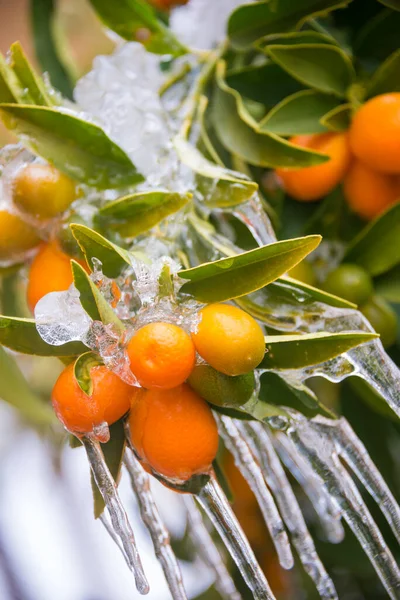 icicles hanging from branch with oranges