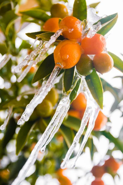 icicles hanging from branch with oranges