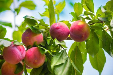 Olgun kırmızı elmalar bir ağaç dalında