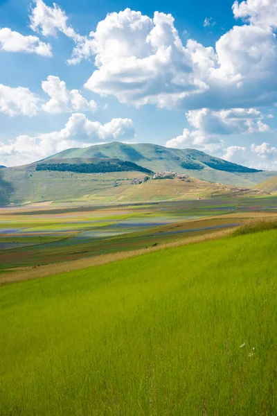 Scenic Shot Beautiful Mountain Meadow — ストック写真