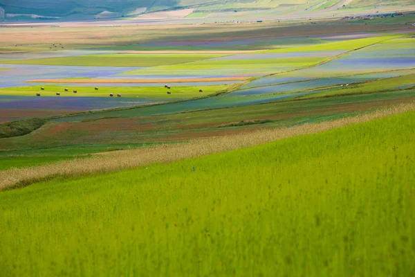 Scenic Shot Beautiful Mountain Meadow — Photo