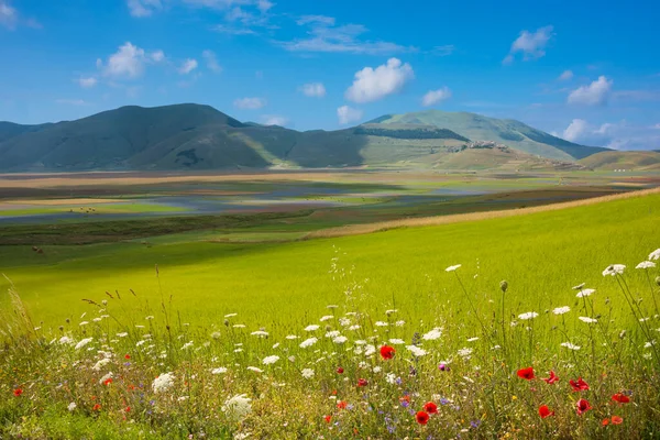 Scenic Shot Beautiful Mountain Meadow — Stock Photo, Image