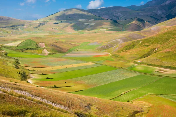 Scenic Shot Beautiful Mountain Meadow — Fotografia de Stock