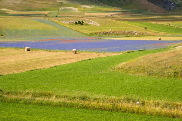 Scenic Shot Beautiful Mountain Meadow — 图库照片