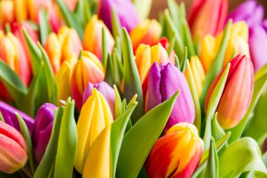 Güzel bir buket lale. bahar arkaplanı. 