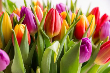 Beyaz arka planda güzel laleler. 