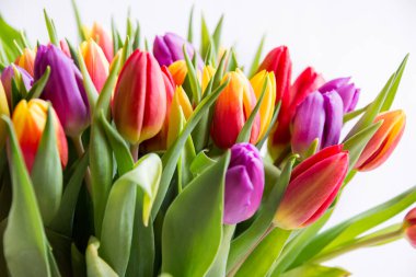 Beyaz arka planda güzel laleler. 