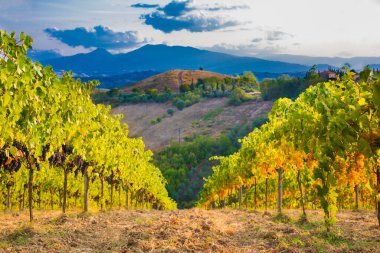 Güzel manzara üzüm bağları Toskana, İtalya