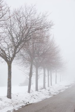 Karla kaplı ağaçlarla kaplı kış manzarası