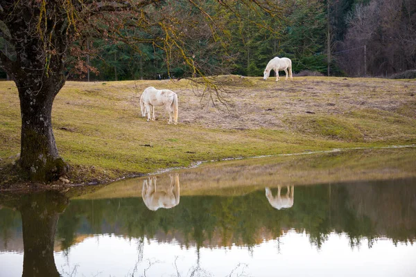 Two white horses pasturing by a lake and a reflection in water