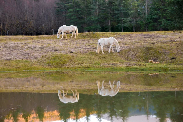 Dois Cavalos Brancos Que Pastam Perto Lago Reflexo Água — Fotografia de Stock