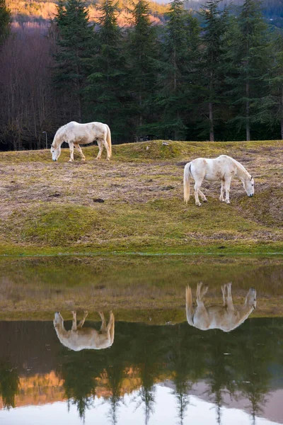 Two white horses pasturing by a lake and a reflection in water