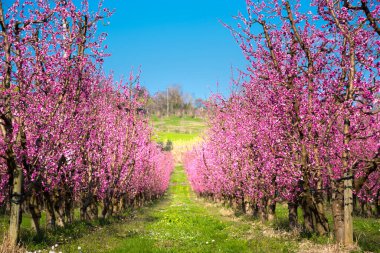 İlkbaharda ağaçlar pembe çiçekler, güzel bahar bahçeleri
