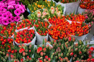 Hollanda 'da bir mağazada birçok lale çiçeği buketi satılıyor.