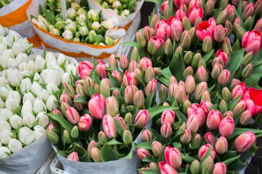 Hollanda 'da bir mağazada birçok lale çiçeği buketi satılıyor.
