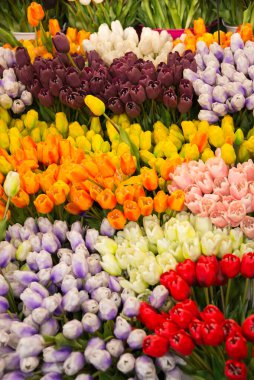 Hollanda 'da bir mağazada birçok lale çiçeği buketi satılıyor.