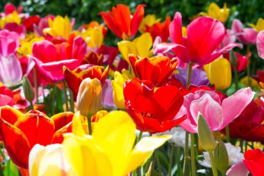 Bahçedeki güzel laleler 