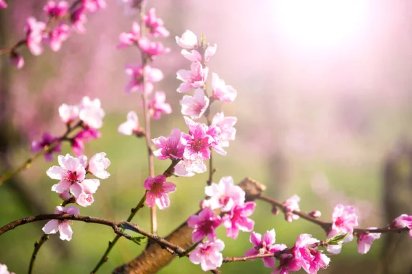 Alberi Primavera Con Fiori Rosa Bellissimo Giardino Primaverile — Foto Stock