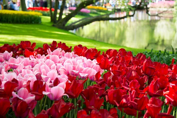 Beautiful Tulips Garden — Stock Photo, Image