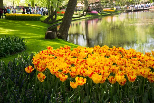 Gyönyörű Tulipánok Kertben — Stock Fotó
