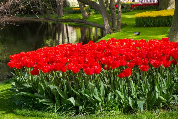 Schöne Tulpen Garten — Stockfoto