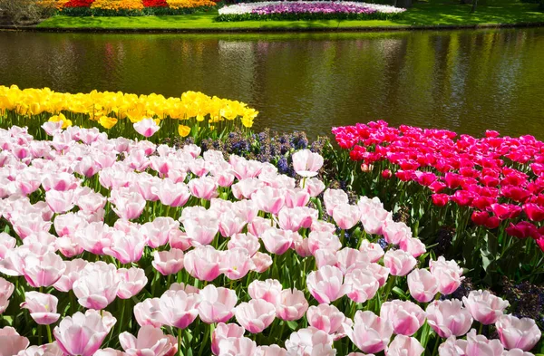 Schöne Tulpen Garten — Stockfoto