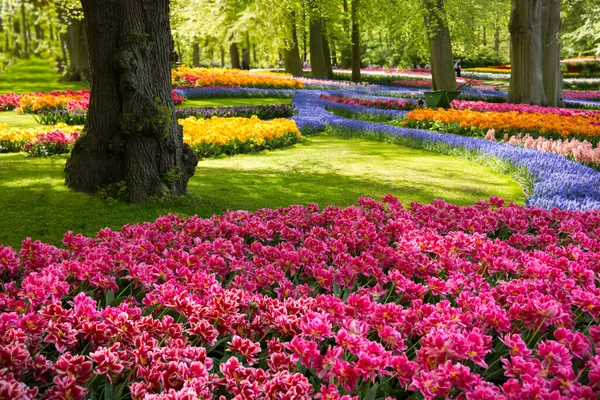 Beautiful Colorful Tulips Park — Stock Photo, Image