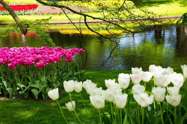 Beautiful Tulips Garden — Stock Photo, Image