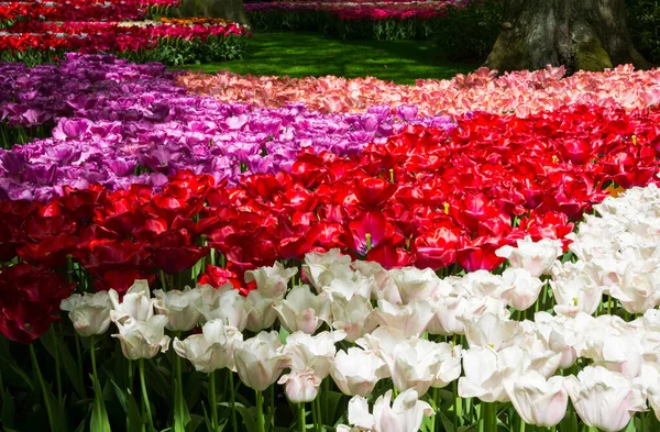 Piękne Tulipany Kwiaty Ogrodzie — Zdjęcie stockowe