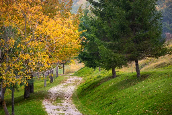 Autumn Landscape Trees Leaves — Stock Photo, Image