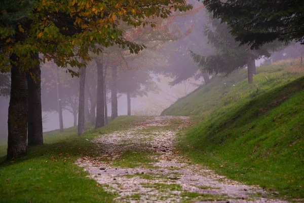 Γραφική Βολή Του Φθινοπώρου Δάσος Στην Ομίχλη — Φωτογραφία Αρχείου