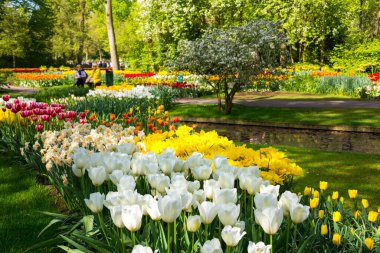 Bahçedeki güzel çiçekler