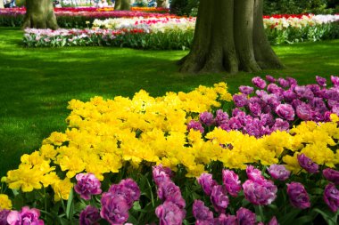 Bahçedeki güzel çiçekler