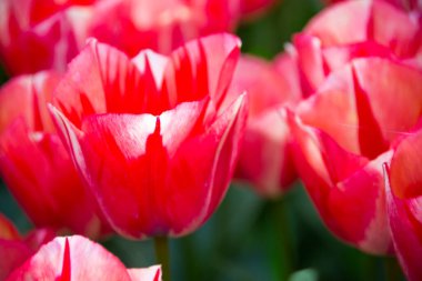 Bahçedeki güzel laleler 