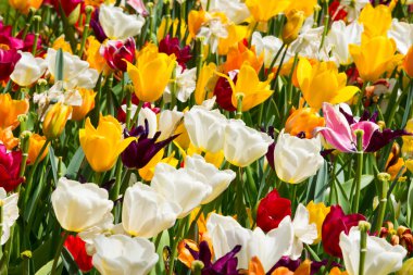 Bahçedeki güzel laleler 