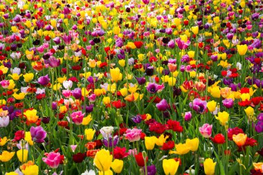 Bahçedeki güzel laleler 