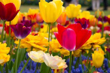 Bahçedeki güzel laleler 