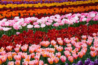 Bahçedeki güzel laleler 