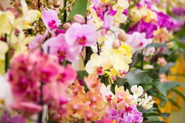 Bahçedeki güzel çiçekler