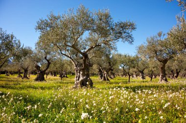 Yaz tarlasında kır çiçekleriyle zeytin ağaçları