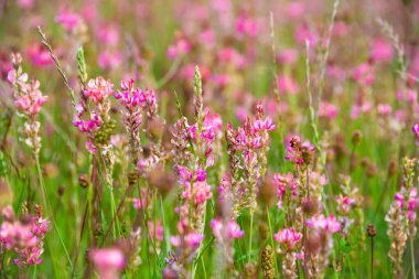 Yaz aylarında kır çiçekleri alan
