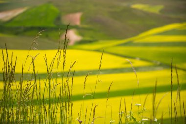 Yaz aylarında çizgili tarlaları olan tarım vadisi