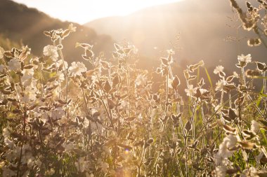 Güneş ışığında beyaz yabani çiçekler