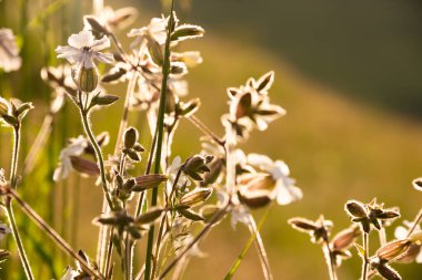 Güneş ışığında beyaz yabani çiçekler
