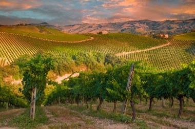 Güzel üzüm bağlarında yetişen üzüm manzarası.
